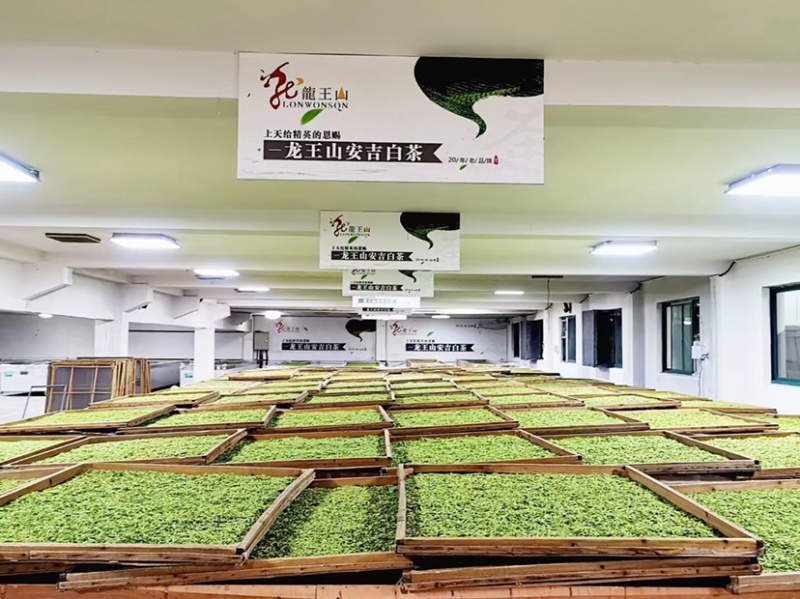 核心产地，正宗安吉白茶，明前头采，量大从优。