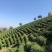 核心产地，正宗安吉白茶，明前头采，量大从优。