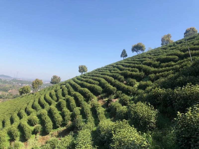 核心产地，正宗安吉白茶，明前头采，量大从优。