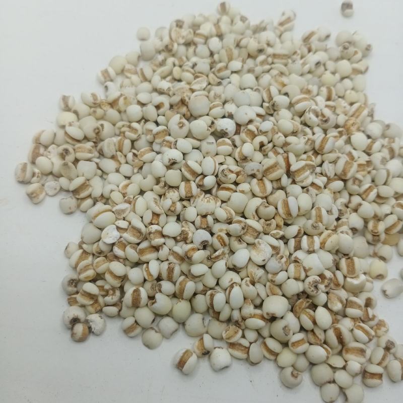 薏米仁中药材批发薏米仁