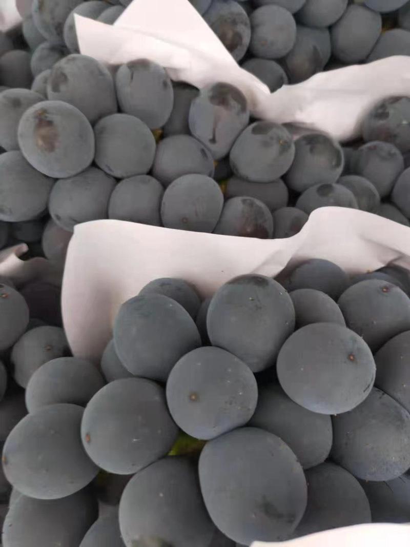 浙江台州，三门，甬优葡萄代办各种品种葡萄，多汁味甜