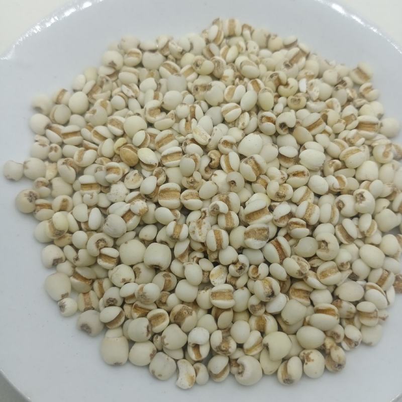 薏米仁中药材批发薏米仁