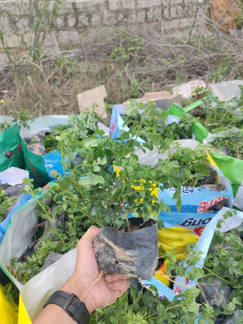 凌霄凌霄花紫威藤罗花女藏花大量供应