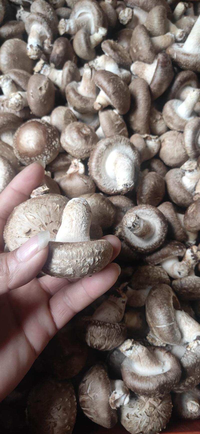 食用菌花菇质量保证每日新鲜