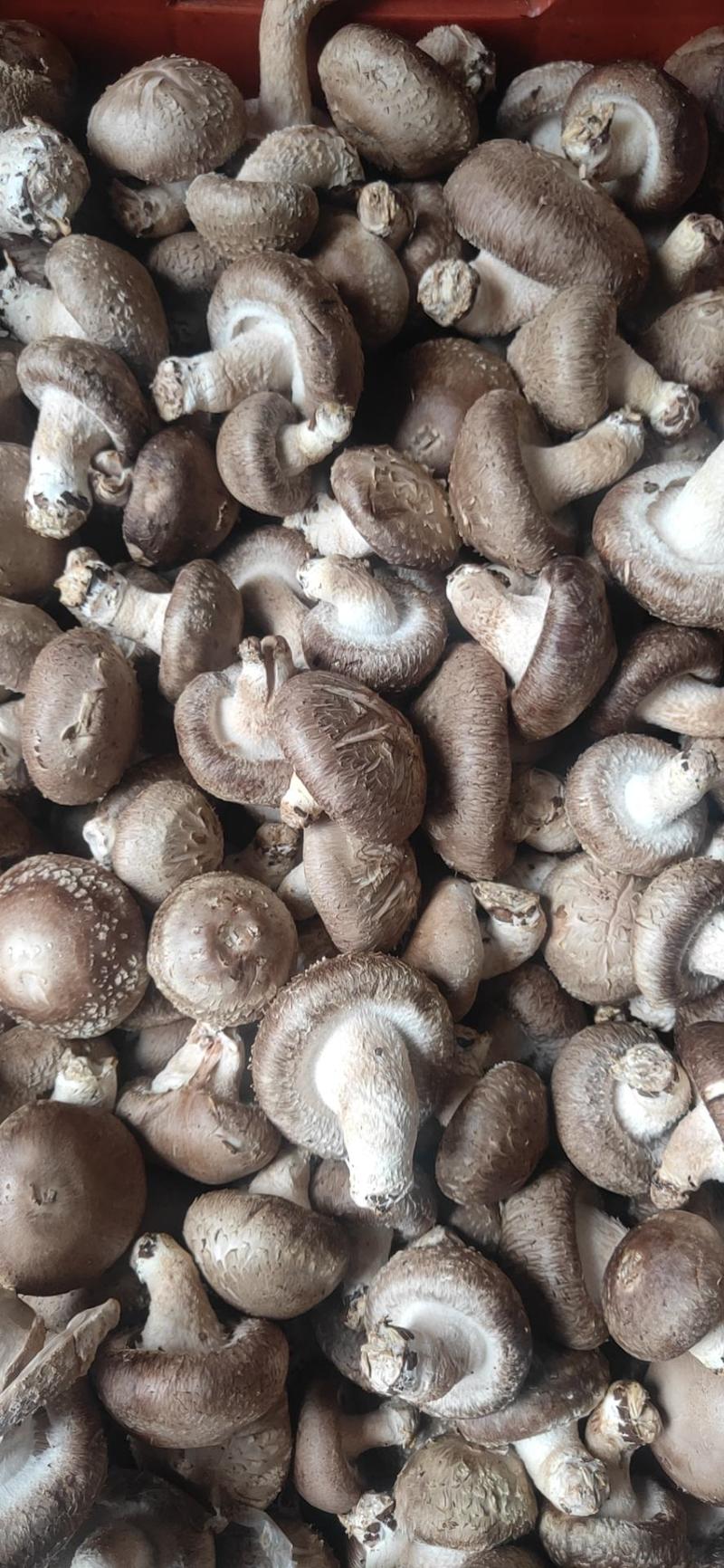 食用菌花菇质量保证每日新鲜