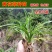 黄花菜种苗黄花菜种子食用基地直发黄花菜根苗金针菜苗根