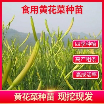 黄花菜种苗黄花菜种子食用基地直发黄花菜根苗金针菜苗根