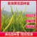 黄花菜种苗黄花菜种子食用基地直发黄花菜根苗金针菜苗根