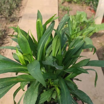 紫菀。绿化紫菀，绿化用紫菀紫菀苗