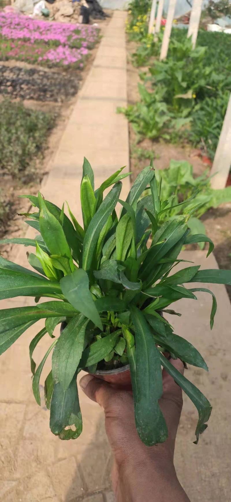 紫菀。绿化紫菀，绿化用紫菀紫菀苗