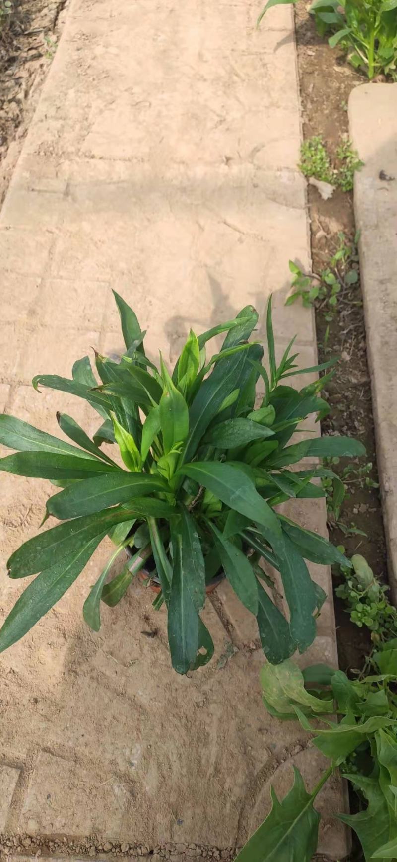 紫菀。绿化紫菀，绿化用紫菀紫菀苗
