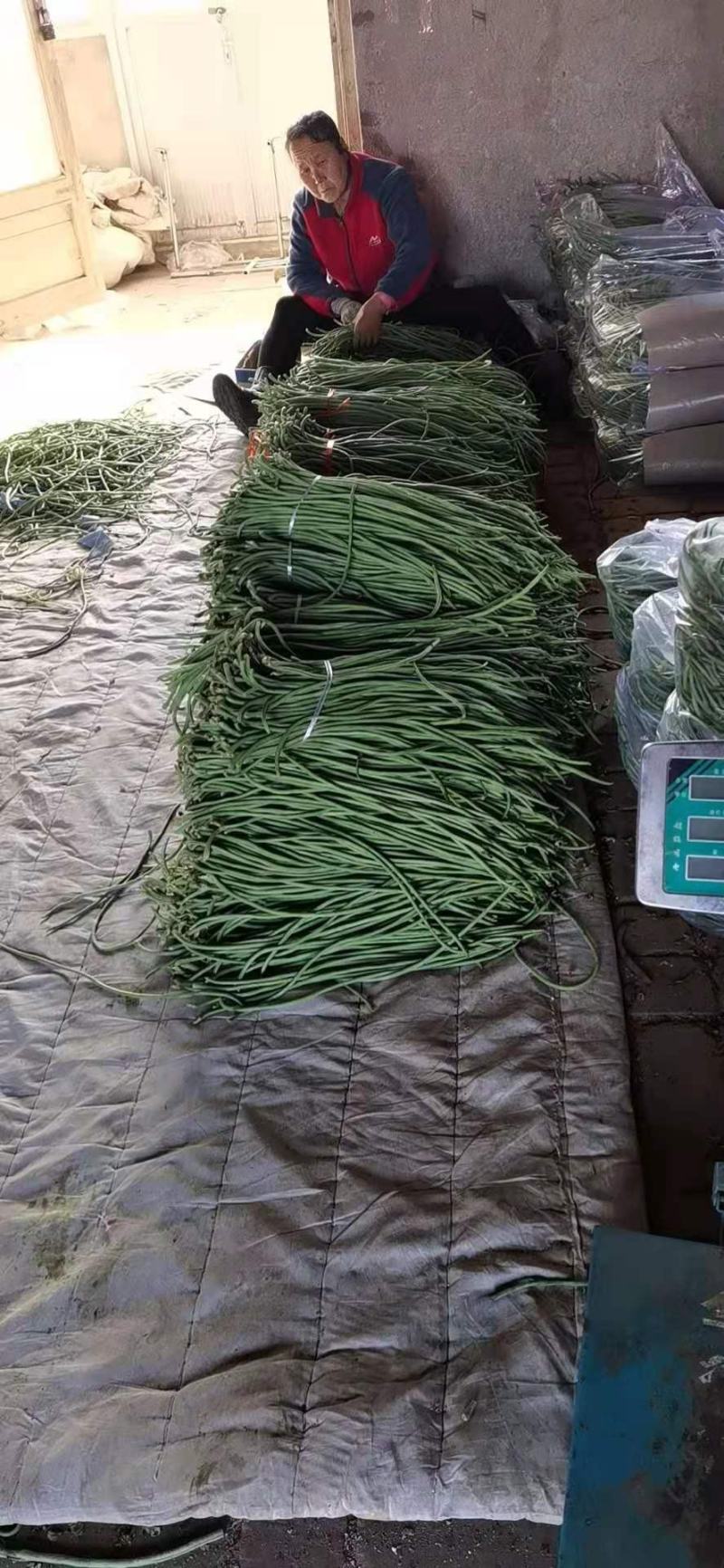 长豆角产地直销大量上市
