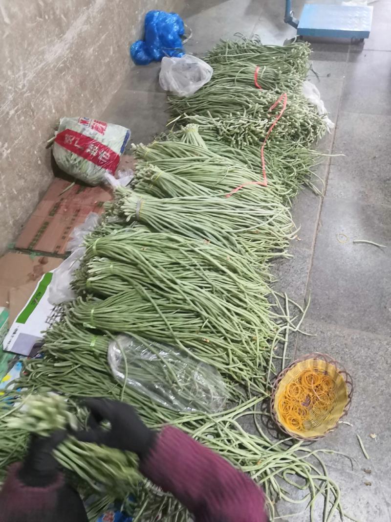 长豆角产地直销大量上市