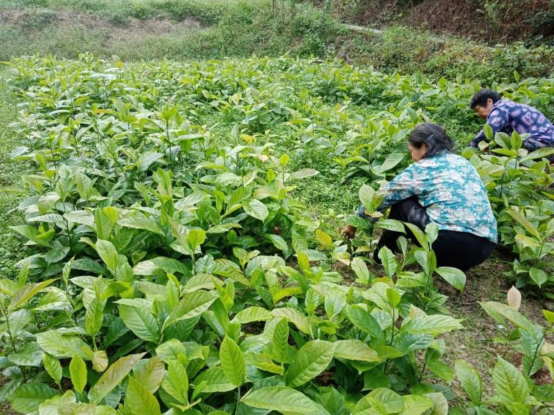 陕西汉中宁强农户直供一年生辛夷小苗50万株