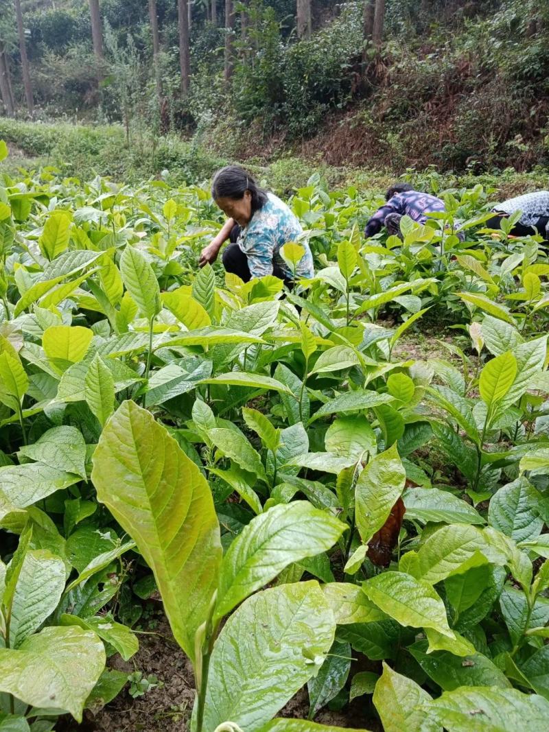 陕西汉中宁强农户直供一年生辛夷小苗50万株
