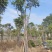 【麻楝】各种规格福建漳州基地直发欢迎合作洽谈