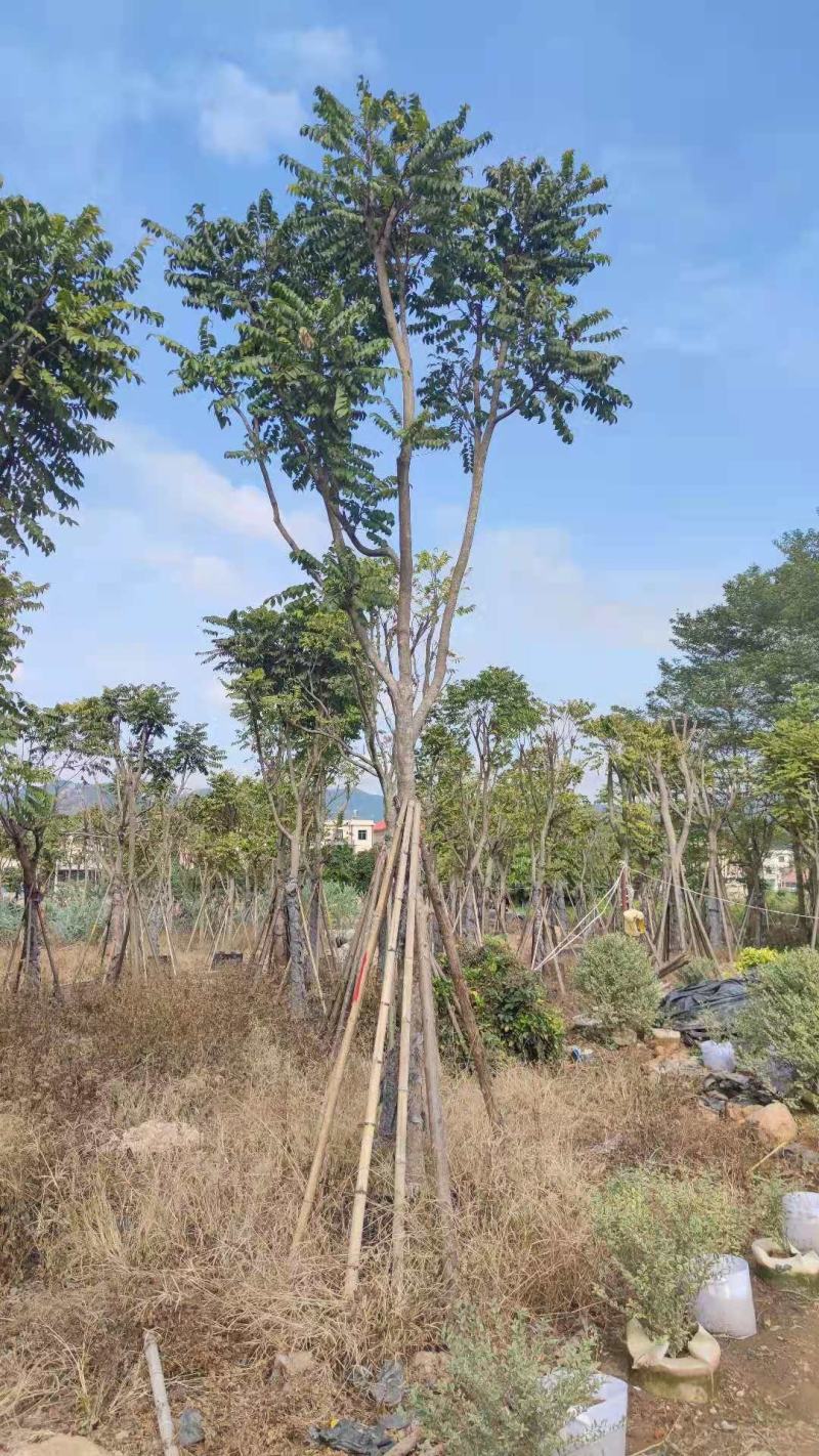 【麻楝】各种规格福建漳州基地直发欢迎合作洽谈