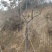 【麻楝】各种规格福建漳州基地直发欢迎合作洽谈