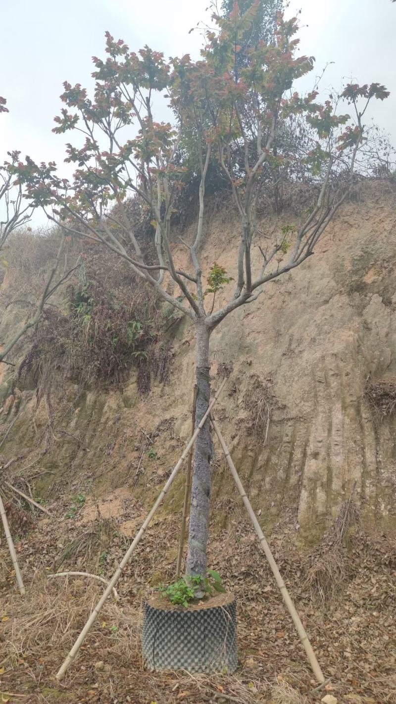 【麻楝】各种规格福建漳州基地直发欢迎合作洽谈