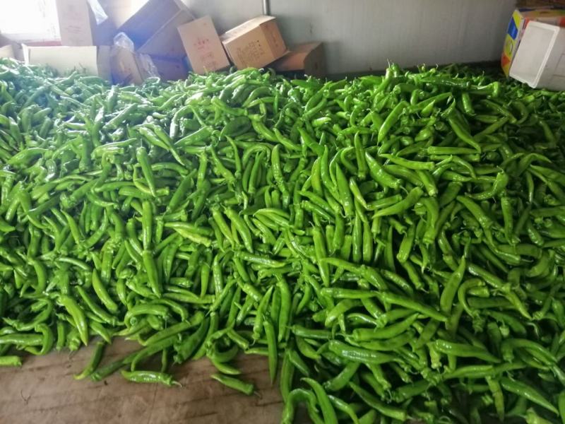 黄色暖棚尖椒产地直销大量上市