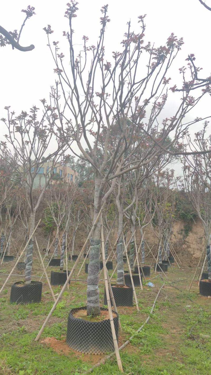 【麻楝】各种规格福建漳州基地直发欢迎合作洽谈