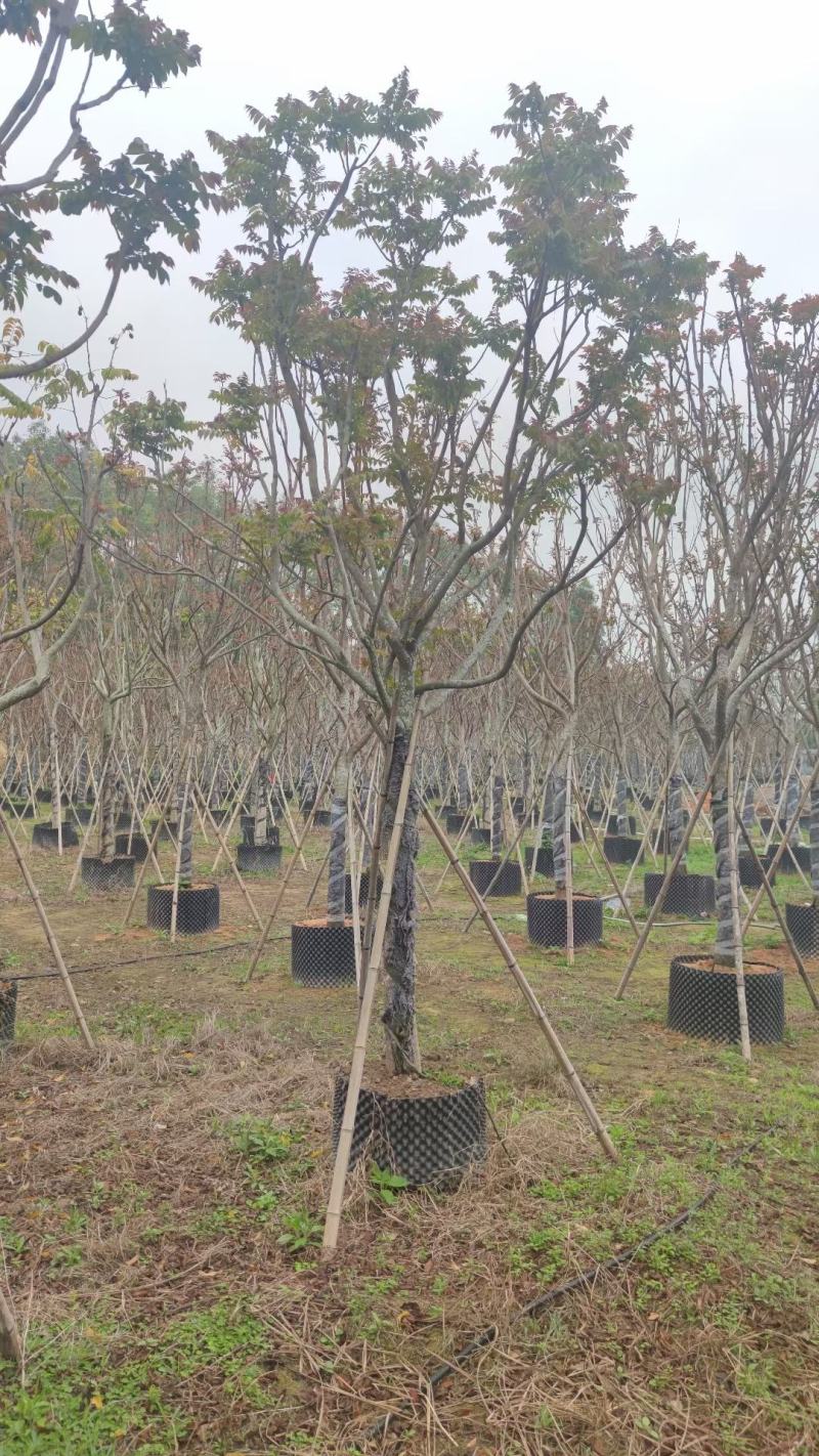 【麻楝】各种规格福建漳州基地直发欢迎合作洽谈
