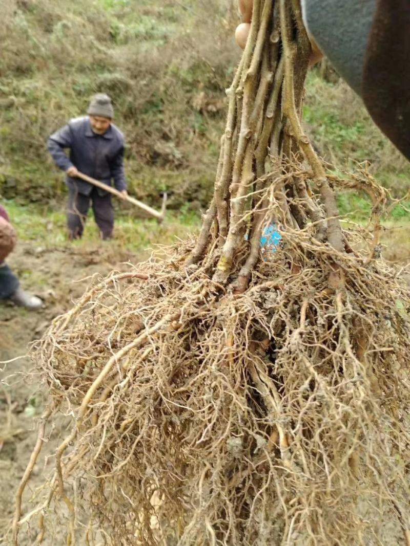 陕南猕猴桃实生苗产地直发1-2年生根系发达，涨势优美