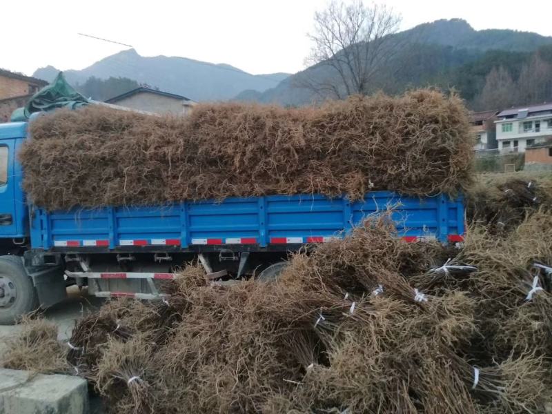 陕南猕猴桃实生苗产地直发1-2年生根系发达，涨势优美