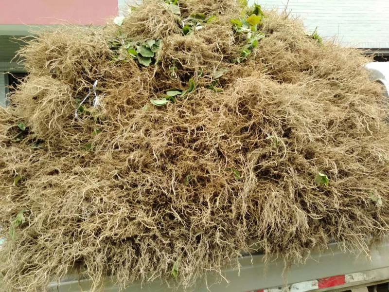 陕南猕猴桃实生苗产地直发1-2年生根系发达，涨势优美