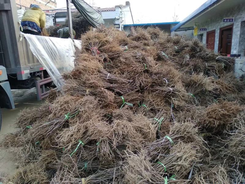 陕南猕猴桃实生苗产地直发1-2年生根系发达，涨势优美