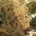 陕南猕猴桃实生苗产地直发1-2年生根系发达，涨势优美