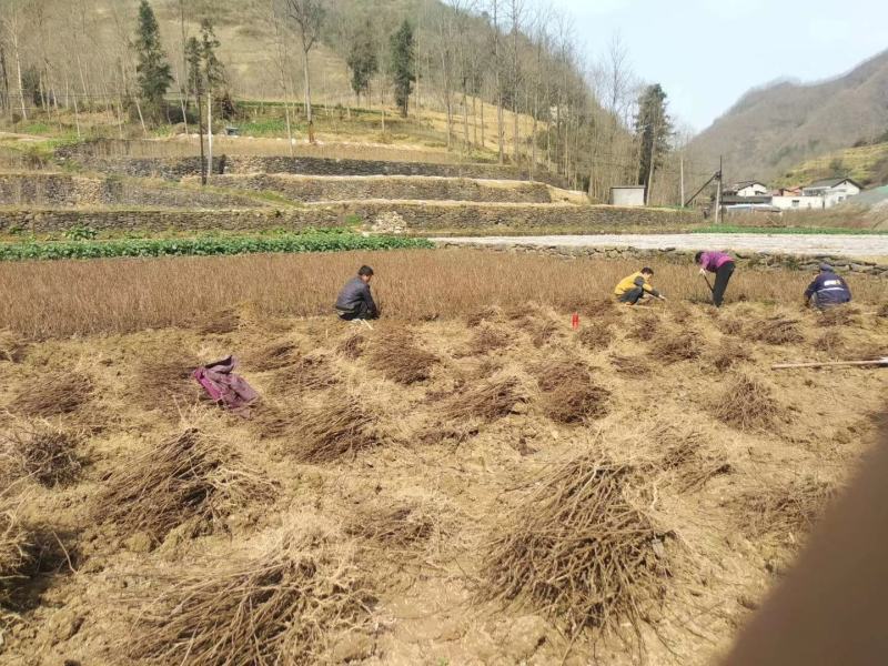 陕南猕猴桃实生苗产地直发1-2年生根系发达，涨势优美
