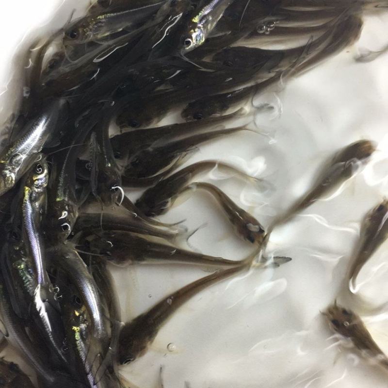 斑点叉尾回鱼苗，尾鱼又叫叉尾鮰是淡水鱼，叉尾鮰俗名沟鲶