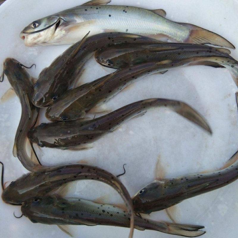 斑点叉尾回鱼苗，尾鱼又叫叉尾鮰是淡水鱼，叉尾鮰俗名沟鲶