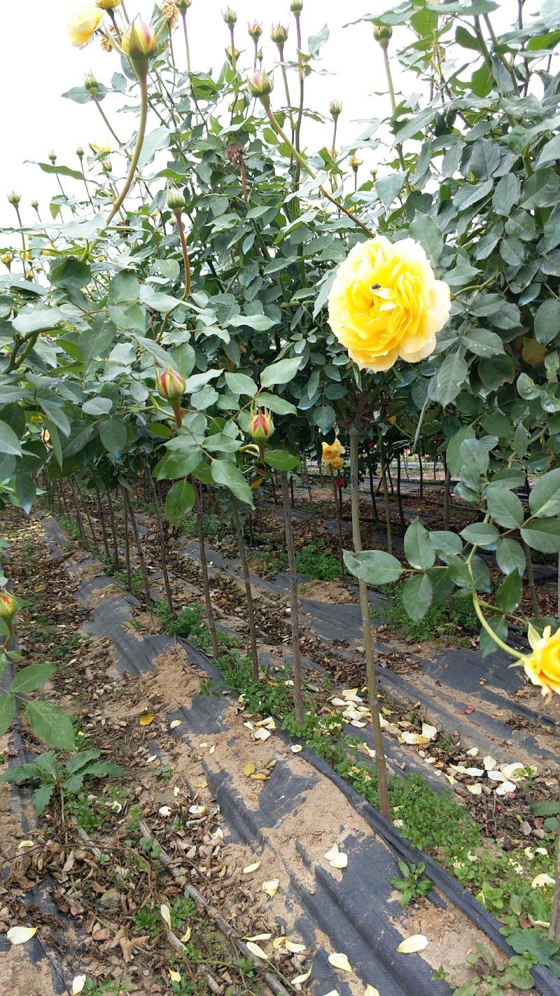 棒棒糖月季小青杆月季小高杆月季月季树批发双色月季