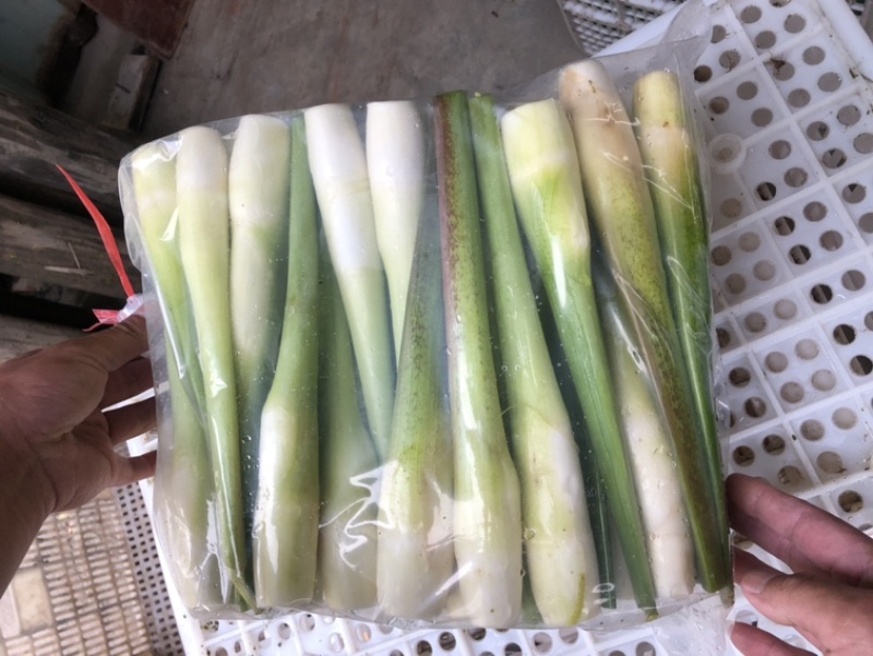 产地直供优质茭白！大量供应各大平台、诚信合作包售后