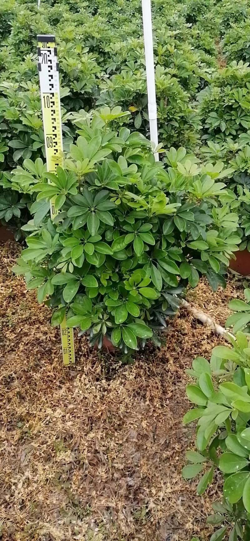 鸭脚木开始预定，有想法的联系