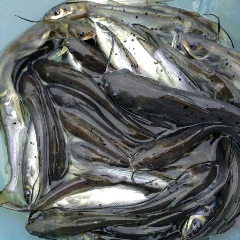 斑点叉尾回鱼苗，好养，耐养鮰鱼苗，刺鱼大得快