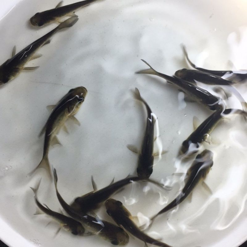 斑点叉尾回鱼苗，好养，耐养鮰鱼苗，刺鱼大得快