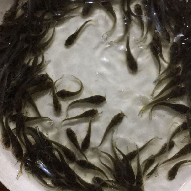 斑点叉尾回鱼苗，好养，耐养鮰鱼苗，刺鱼大得快