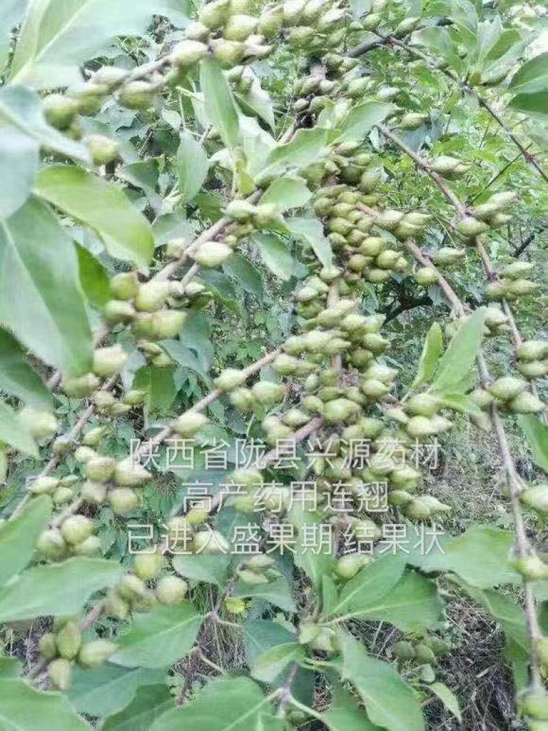 陇县兴源高产药用连翘苗，包技术包回收，大量上市，欢迎选购