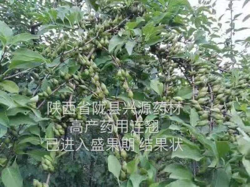 陇县兴源高产药用连翘苗，包技术包回收，大量上市，欢迎选购