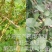 陇县兴源高产药用连翘苗,包技术包回收,大量上市,欢迎选购