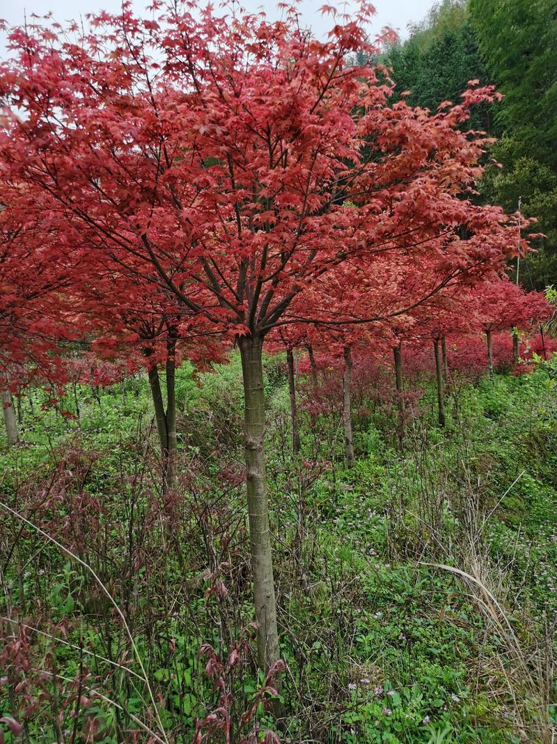 大量红枫，日本红枫，日本红舞姬，小叶红。颜色鲜艳！