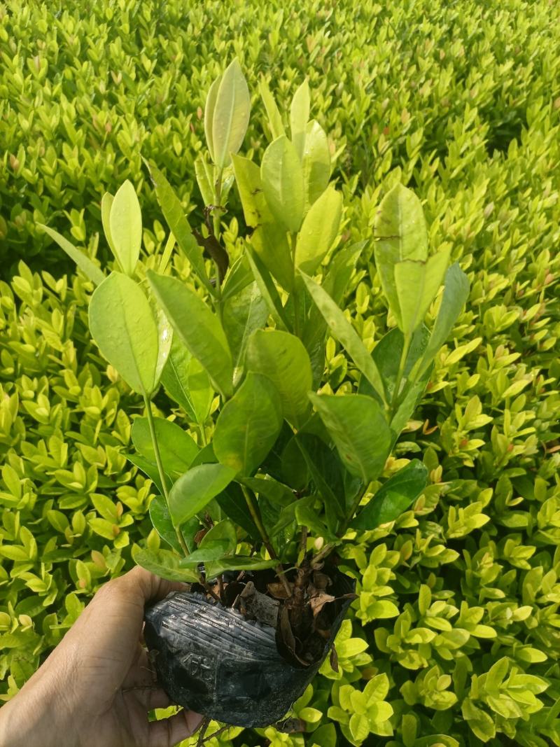 基地供应红继木苗木，承接园林绿化工程，欢迎来电洽谈