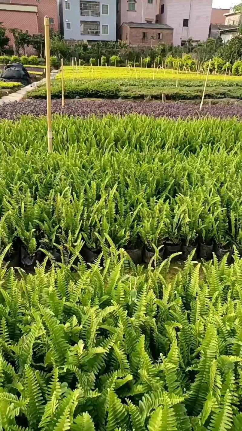 基地供应红继木苗木，承接园林绿化工程，欢迎来电洽谈
