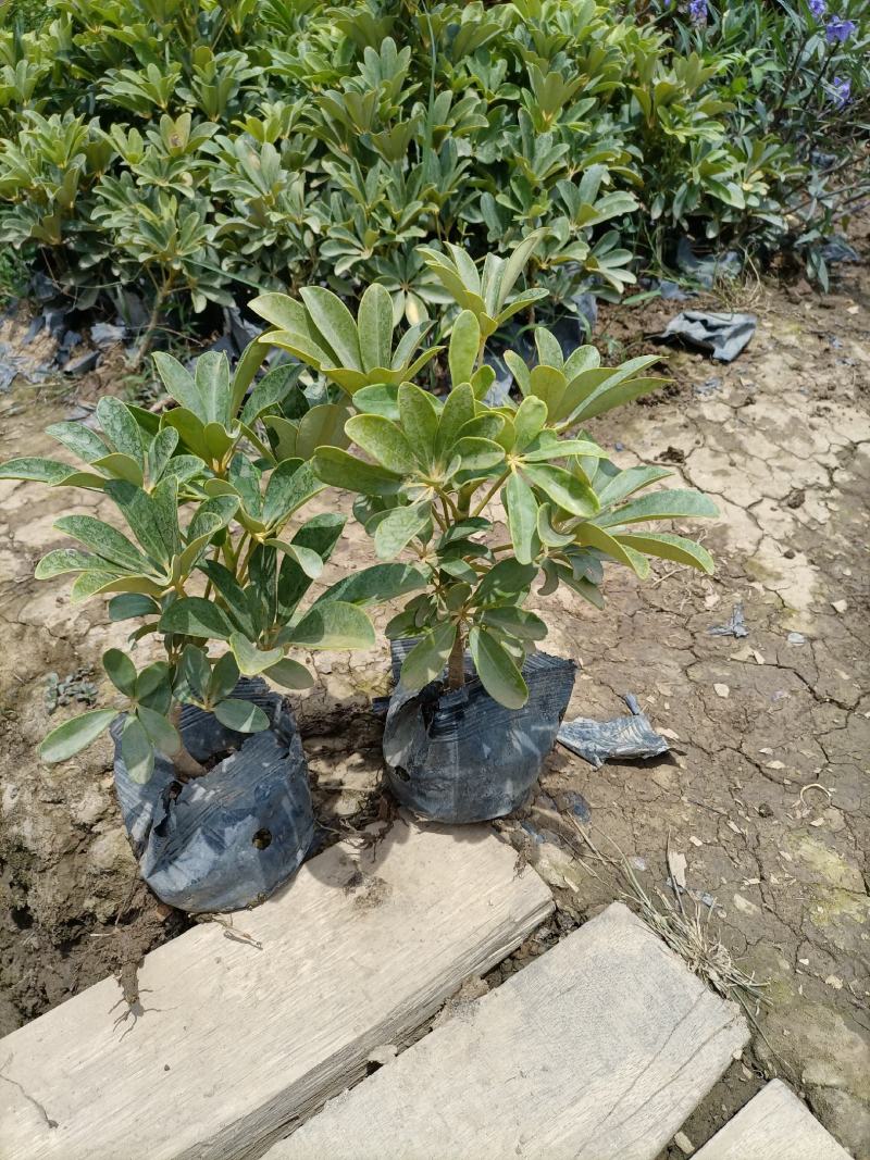 基地供应红继木苗木，承接园林绿化工程，欢迎来电洽谈
