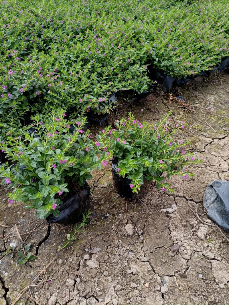 基地供应红继木苗木，承接园林绿化工程，欢迎来电洽谈