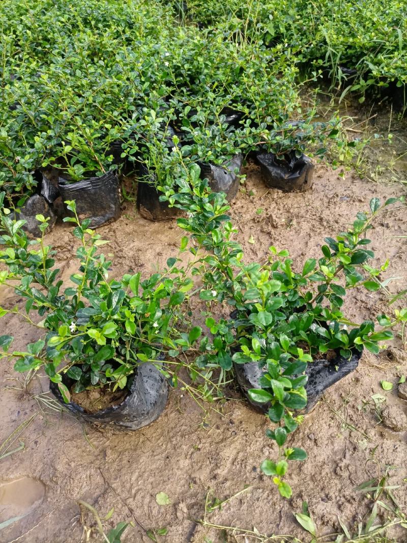 基地供应红继木苗木，承接园林绿化工程，欢迎来电洽谈