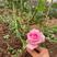 玫瑰大苗，老庄月季大苗，25～40公分高，适用于园林绿化
